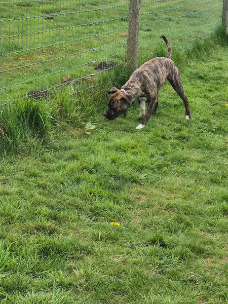 Willow lakes and fields secure private dog field in Rugby, CV23 0PR