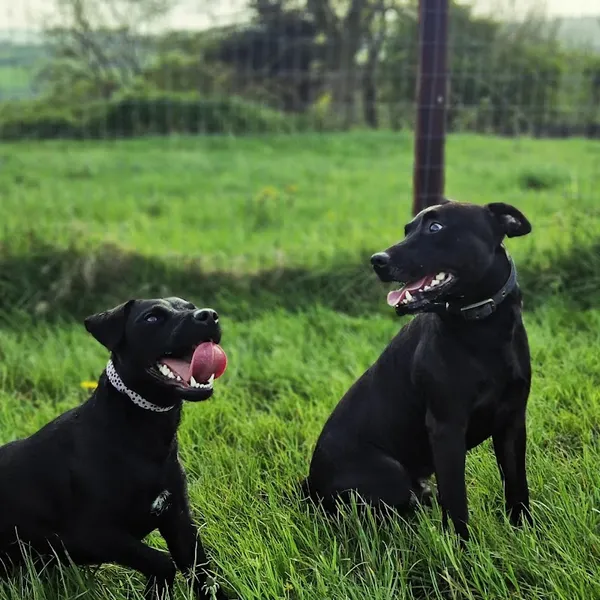 Beulah View Secure Dog Field secure private dog field in Leeds, LS12 5EP