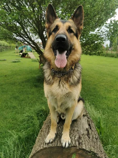Paws & Play Paddock Dunham secure private dog field in The Green, NG22 0TU