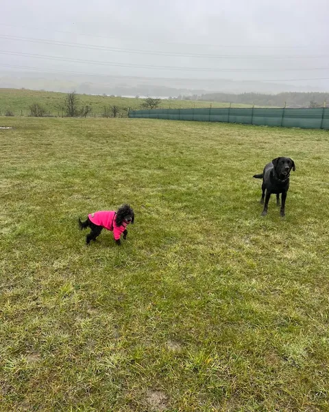 Dean Farm Dog Park secure private dog field in Fife, KY12 0TQ