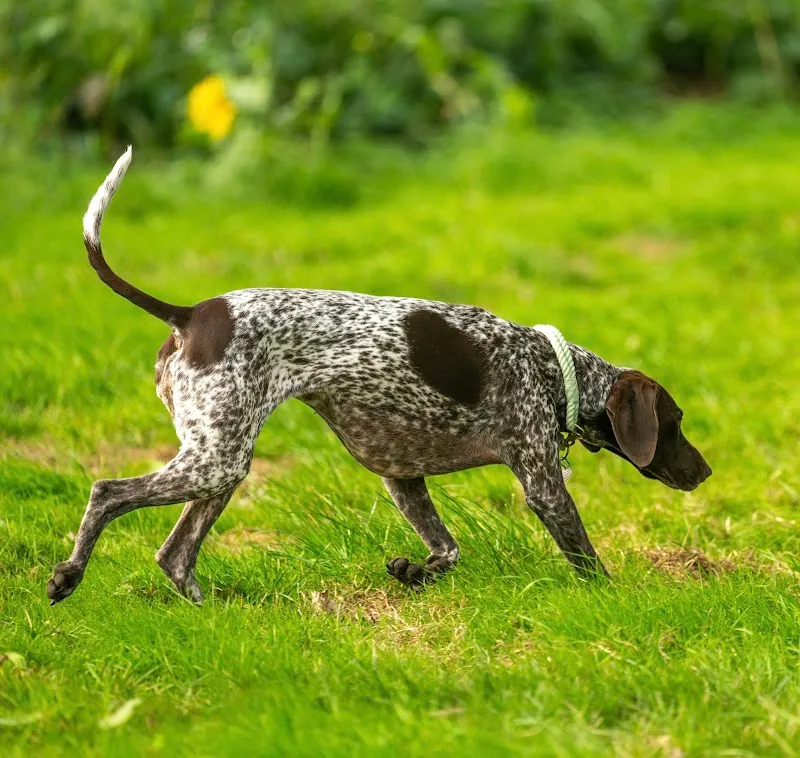 Tuttington Dog Park secure private dog field in Tuttington, NR11 6AZ