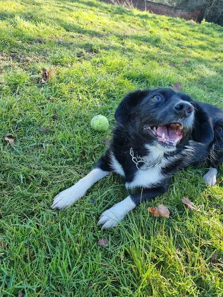 Wagatails Stay n Play secure private dog field in Kingswinford, DY6 0AX