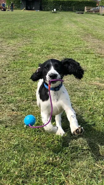 Woof Play secure private dog field in Doncaster, DN9 1FH