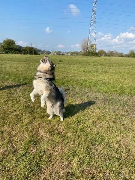Field of Freedom - Chertsey secure private dog field in Chertsey, KT16 8LF