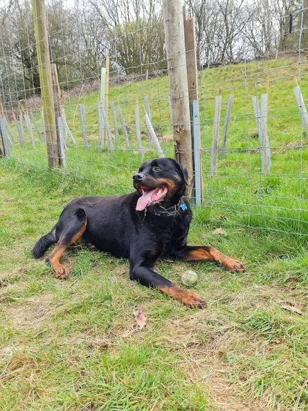 Rivelin Valley Dog Park secure private dog field in Rivelin Valley Road Sheffield, S6 5PQ