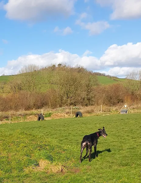 Wiggle Tails secure private dog field in Bridport, DT6 6RD