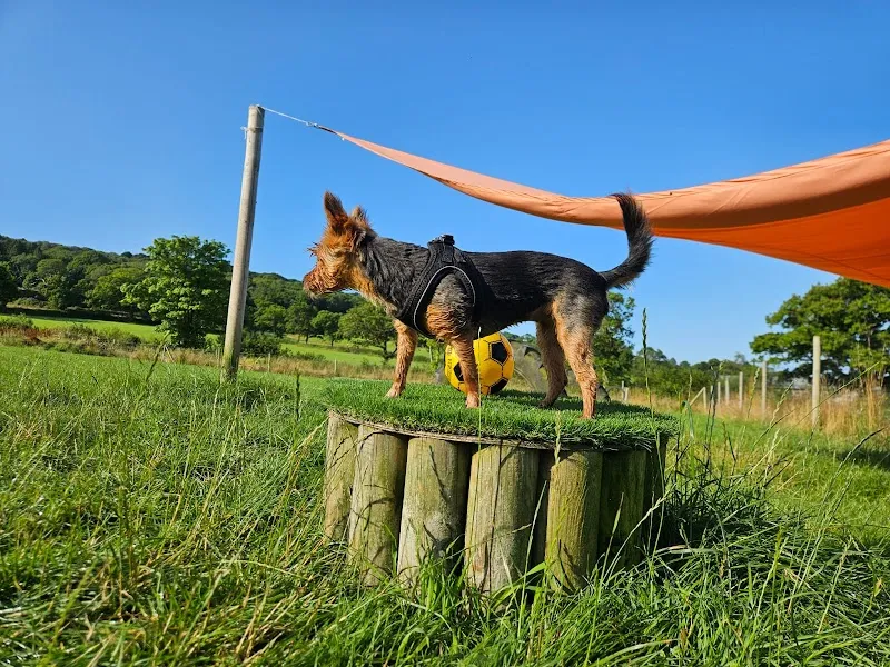 Wiggle Tails secure private dog field in Bridport, DT6 6RD