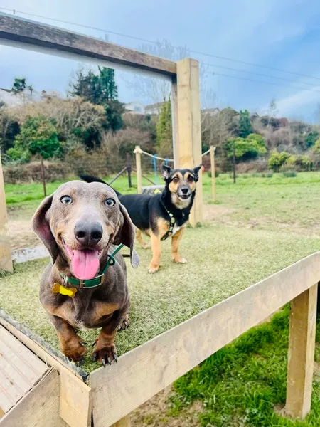 Dog Park Unleashed Wadebridge secure private dog field in Cornwall, PL27 7AP