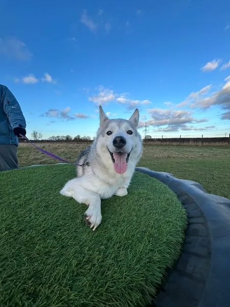 K9pawpark secure private dog field in High Catton, YO41 1EP