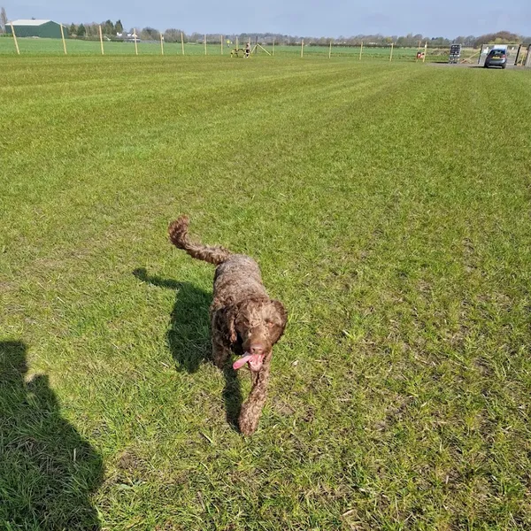 Paws in the Paddock Aughton secure private dog field in Aughton, L39 6SZ