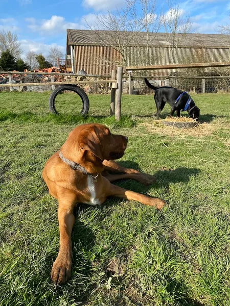 Maynards Secure Dog Field secure private dog field in Tunbridge Wells, TN3 8AL