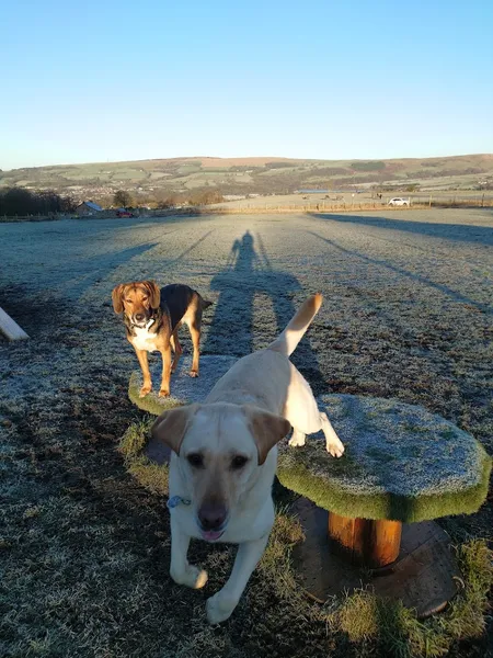 Hounds Haven secure private dog field in Barnsley, S75 4RE