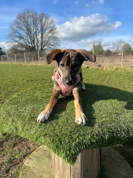Birchanger Dog Field secure private dog field in Bishop's Stortford, CM23 5QS