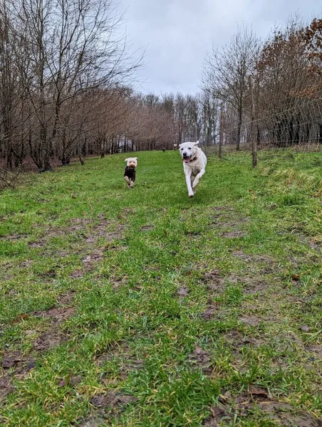 Etching Wood secure private dog field in TN22 5EW