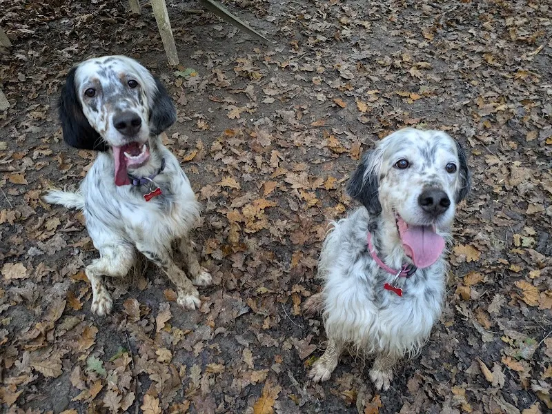 Etching Wood secure private dog field in TN22 5EW