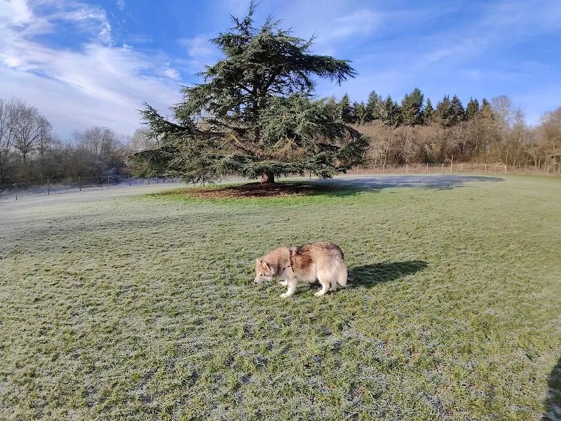 Grow Walkies - Amwell secure private dog field in Ware, SG12 9RP
