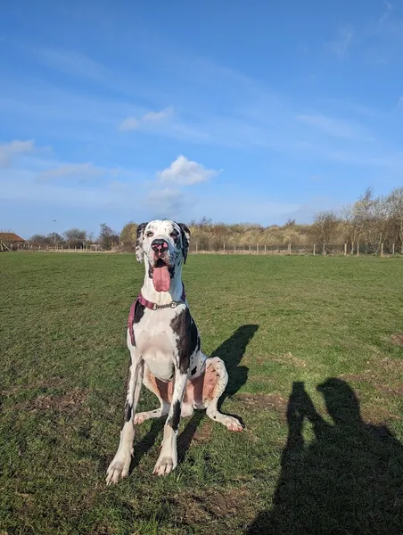 Run Free Dog Fields - Inverkeithing secure private dog field in Inverkeithing, KY11 1HT