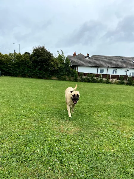 Walkies Blackpool Ltd secure private dog field in Thornton Cleveleys, FY5 5EE