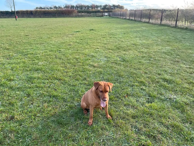 Park Farm Snettisham - Dog Paddock secure private dog field in Snettisham, PE31 7NG