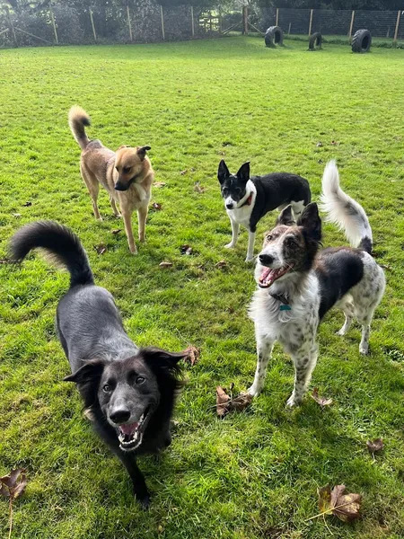 Freedom For Paws secure private dog field in Newcastle-under-Lyme, ST7 4NH
