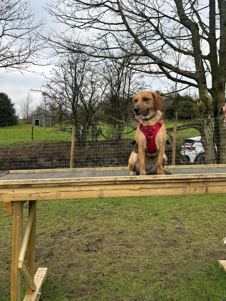 Freedom For Paws secure private dog field in Newcastle-under-Lyme, ST7 4NH
