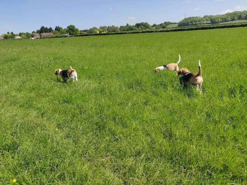 Stratford Dog Walking Field secure private dog field in Stratford upon Avon, CV37 0ER