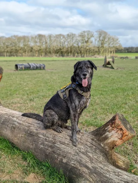Park For Paws secure private dog field in Cranleigh, GU6 8EE