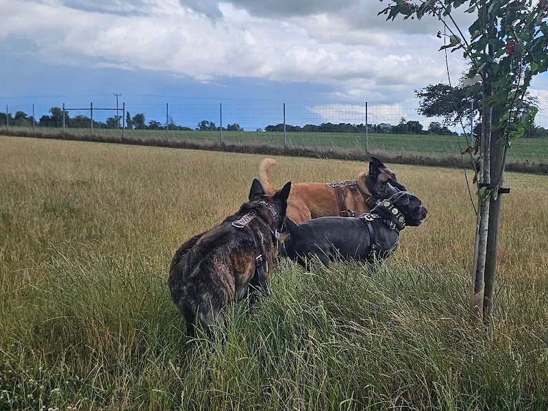 Riddlesworth Dog Park secure private dog field in Riddlesworth, IP22 2TD