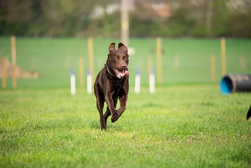 Pool Dog Park secure private dog field in Leeds, LS21 1QY