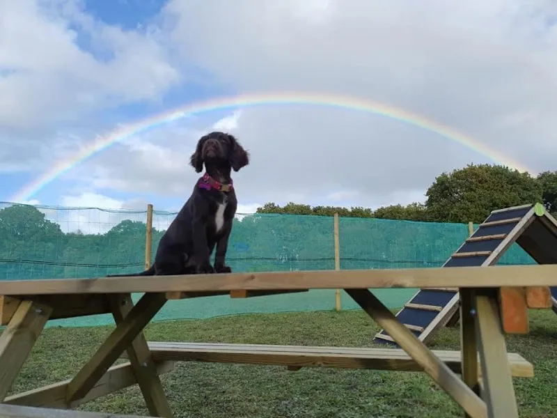 The Dog Park Three Legged Cross secure private dog field in Wimborne, BH21 6SD