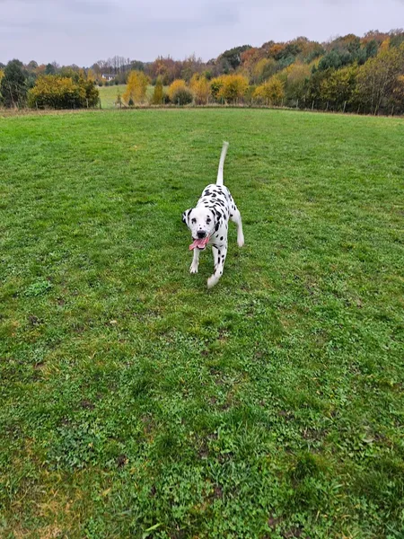 The Best Kept Secret Cheshire secure private dog field in Frodsham, WA6 9DL