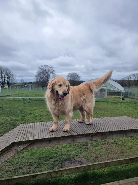 Clarks Hill Kennels & Cattery secure private dog field in M45 7TG