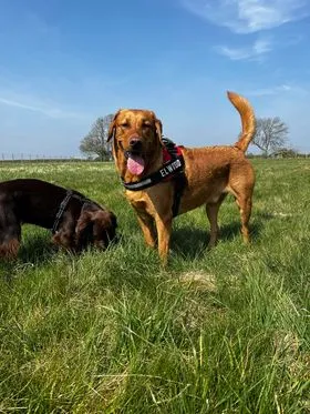 East Hull Dog Walking Field secure private dog field in Hull, HU12 8TY