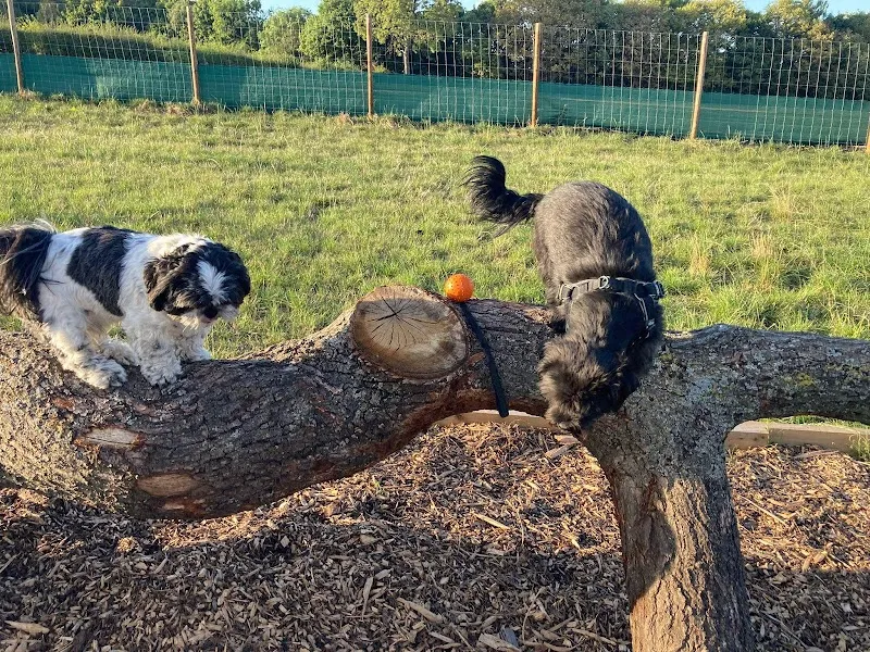 Cheshire View Dog Park secure private dog field in Kinnerton, CH4 9BB