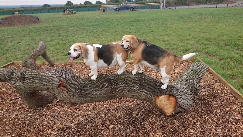Cheshire View Dog Park secure private dog field in Kinnerton, CH4 9BB
