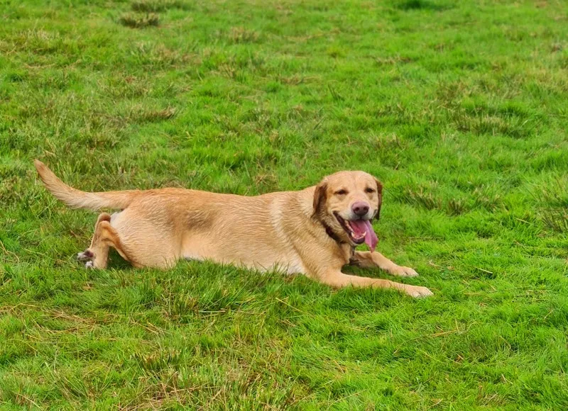 Romsey Paws Park secure private dog field in Romsey, SO51 6AS
