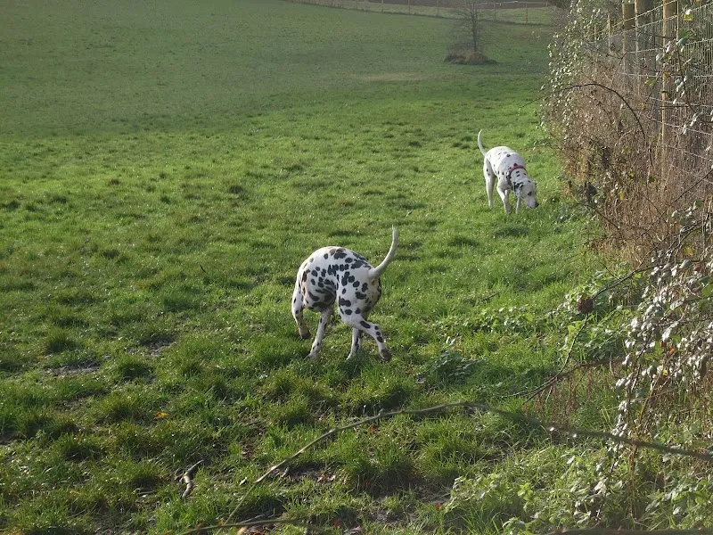 Liberty Fields Studley secure private dog field in B80 7EE