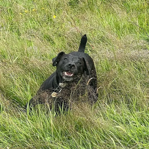Dodside Dogruns secure private dog field in Dodside Dogruns, G77 6PZ