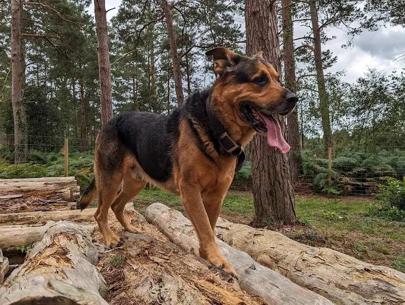 Woodland Dog Park secure private dog field in Hampshire, BH23 8DE