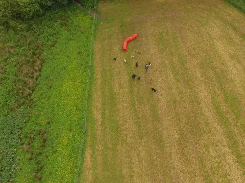 Pets at Play secure private dog field in Warrington, WA13 0JB