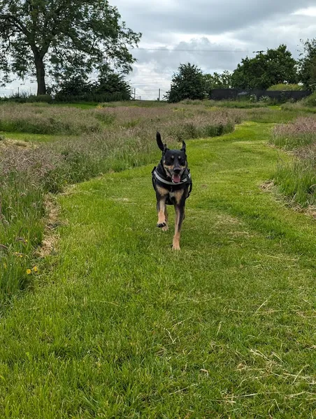 Dog Gone Secure Walking Park - Packington secure private dog field in Packington, LE65 1TG