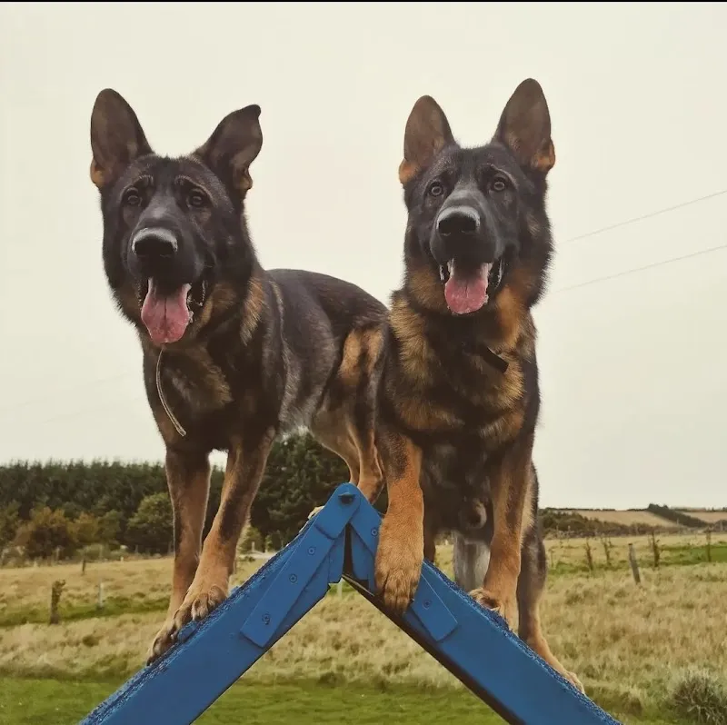 Purity Paws Pooch Park secure private dog field in Rhynie, AB54 4HN