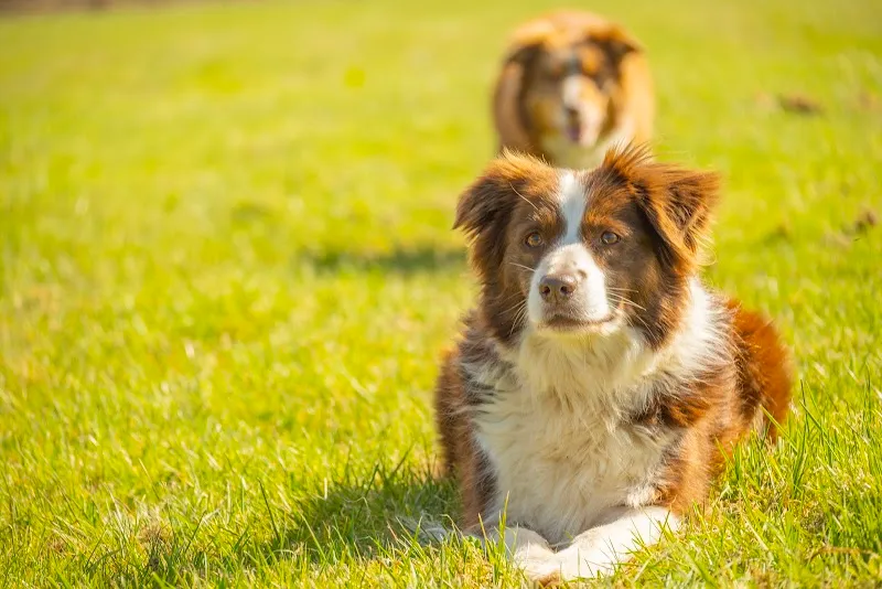 Yap Land Dog Park secure private dog field in Anglesey, LL61 6RT