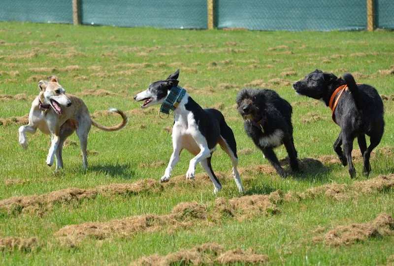 Run Free Dog Fields - Gartcosh secure private dog field in Glasgow, G69 8DU