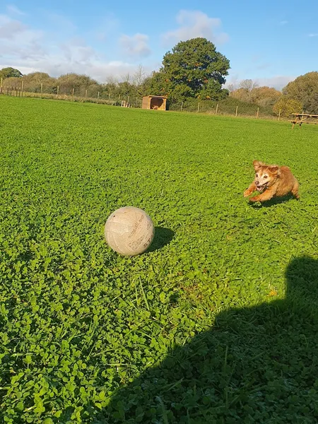 Paw Paddock - Romsey secure private dog field in Hampshire, SO51 0HB