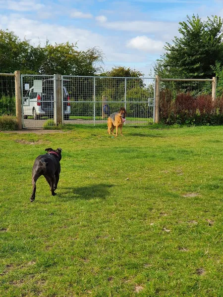 Foxham Dog Field secure private dog field in Wiltshire, SN15 4NA
