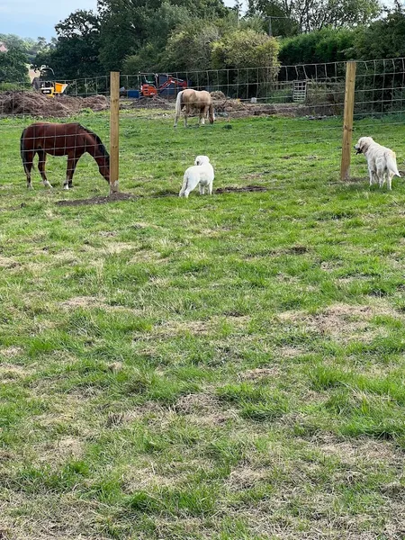 Winnie's Wagtails Unleashed secure private dog field in Newcastle Under Lyme, ST5 4DR