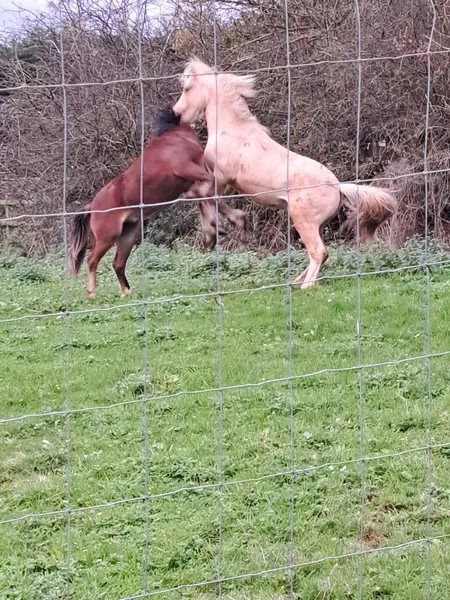 Winnie's Wagtails Unleashed secure private dog field in Newcastle Under Lyme, ST5 4DR
