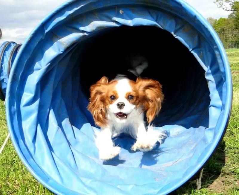 Ryslip Group Ltd secure private dog field in Bracknell, RG42 5NL