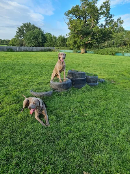 Ryslip Group Ltd secure private dog field in Bracknell, RG42 5NL